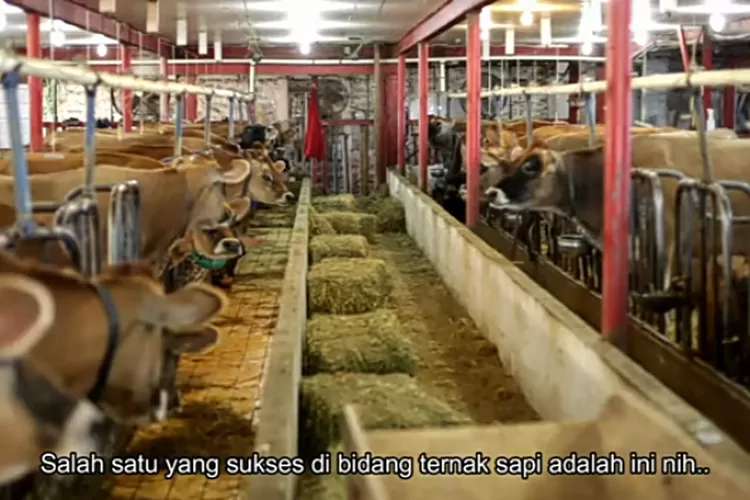 4 Usaha Ternak Cepat Panen dengan Keuntungan Minimal Rp300.000 Per Hari, Ambil Inspirasi dari Orang-orang Sukses